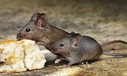 Don't Let Mice Rule Your Roost! Your Ultimate Guide to Mice Control in Selby