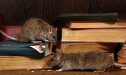 "Tired of Sharing Your Space with Rodents? Secure Your Home with Rodent Control in Selby!"