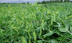 GS-10 Pea Seed: Your Pathway to Sustainable Agriculture