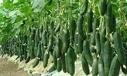 Harvesting Success: Selecting and Planting Cucumber Seeds