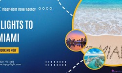 Best Time to Fly to Miami: A Guide to Finding Affordable Flights