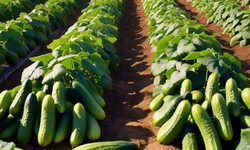 The Science Behind Cucumber Seeds: Genetics and Breeding