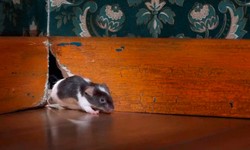 Expert Tips for Choosing Pest Control Services in Barrie