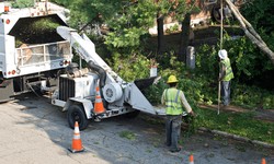 The Ultimate Guide to Tree Removal: When and Why It's Necessary