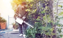 Common Pests in Udaipur and How to Keep Them at Bay