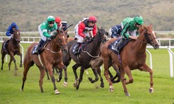 Top Tips for Choosing the Right Horse Syndicate for You