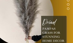 Tips for Fluffing Up Dried Pampas Grass for Stunning Home Decor