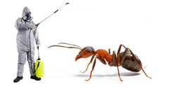 The Ultimate Guide to Professional Ant Pest Control Services