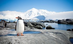 Facts about the Cost to Travel to Antarctica