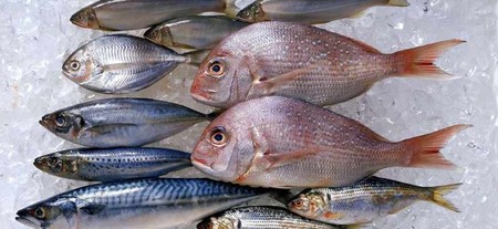 5 Types of Edible Fish That You Must Try