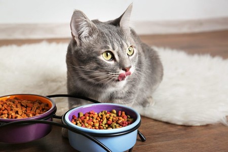 Essential Things To Consider When Choosing Cat Food