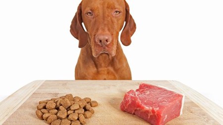 What Ingredients in Dog Food Should I avoid?