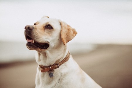 The Best Pet Supplies Online Stores for You and Your Dog
