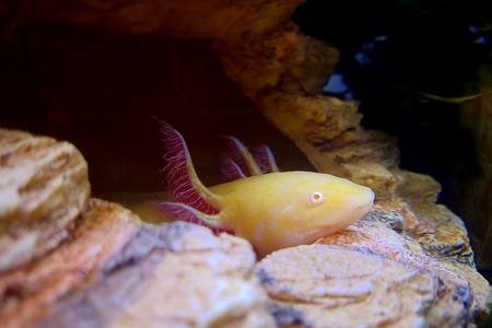 The top 5 causes of fish disappearing from a tank