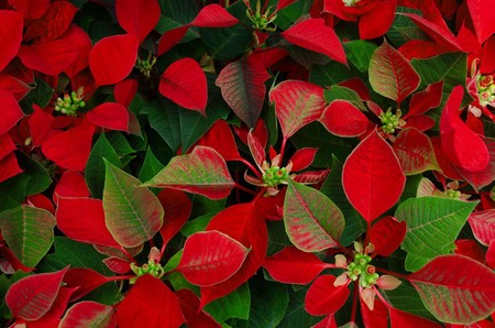 A Guide to Choosing the Best Christmas Flowers for Christmas