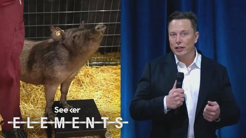 Elon Musk Just Showed Off How Neuralink's Implant Works...in a Pig