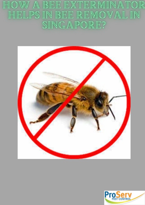 How a Bee Exterminator Helps in Bee Removal in Singapore?