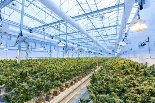 GROWING CANNABIS WITH DIGITAL TECHNOLOGY