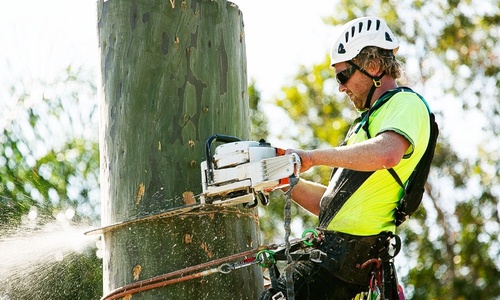 The Dangers During Tree Removal You Must Be Aware Of