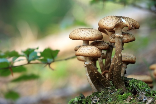 Different Use Cases of Taking Golden Teacher Mushrooms