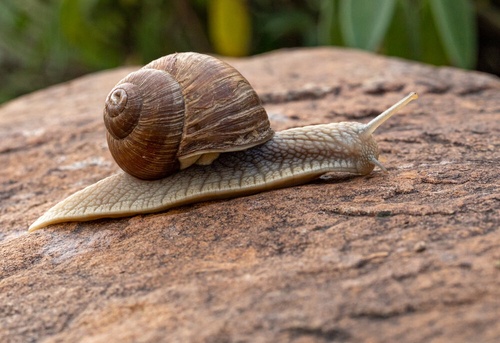 An infestation of giant snails forces an entire Florida county to be quarantined