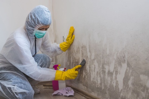Looking For a Home Remedy to Mold Removal? Check Out These Mold Removal Tips