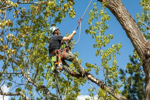 Things To Consider When Selecting A Tree Removal Service