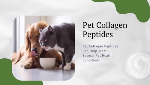 Top 6 Most Essential Benefits of Pet Collagen