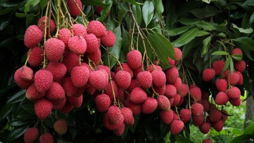 Information Related to Litchi Cultivation in India