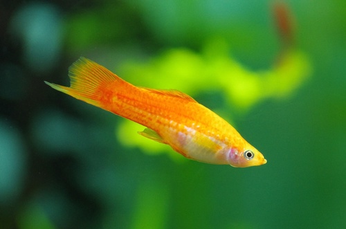 7 Vibrant Small Yellow Aquarium Fish Species