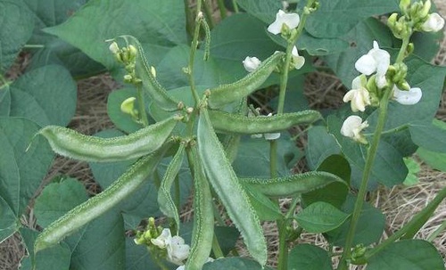 Information Related to the Cultivation of Beans in India
