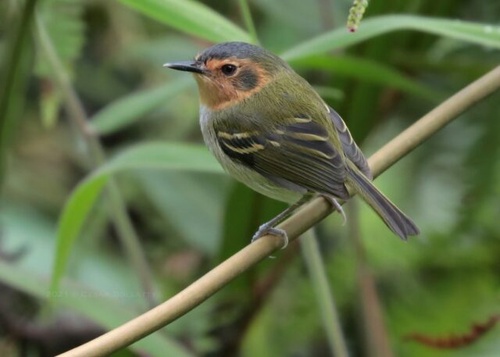 The Bird Photography Tour in Northeast Peru