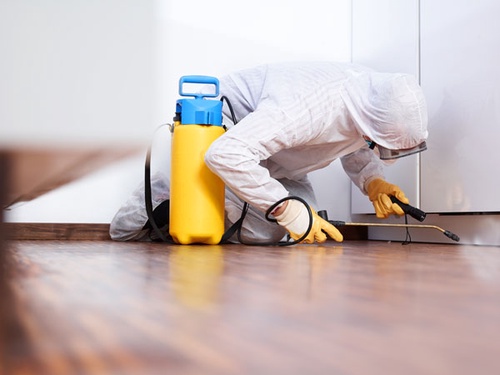 Toronto's Mold Specialist - How to Handle a Mold Infestation