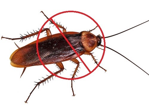 Need Cockroach Control? 5 Services to Help Get Rid of Cockroaches
