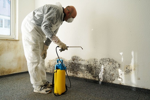 The Benefits of Hiring Mold Removal Services