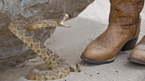 How to know if a boot will work against a snake bite