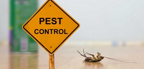 Professional Pest Control Services in Toronto