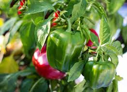 Information Related to Capsicum Farming in India - Overview