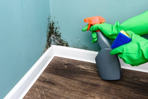 What are the Symptoms of Black Mold and Why do we need Mold Inspection Services from a Professional Mold Inspector