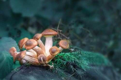 Benefits of Using Psilocybin Mushrooms For Pain