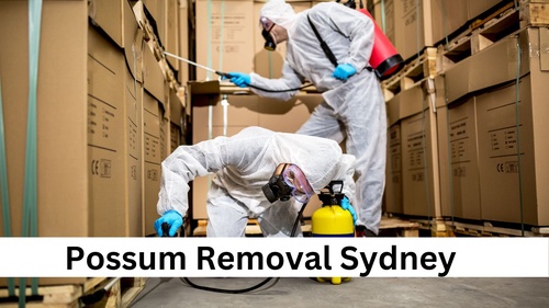 5 Reasons To Hire A Possum Removal Service In Sydney!