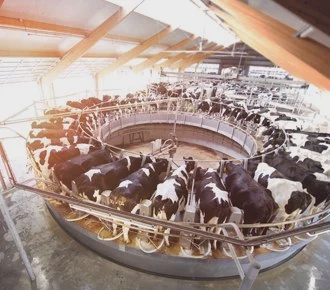 The Role of Technology in Modern Dairy Farm Management