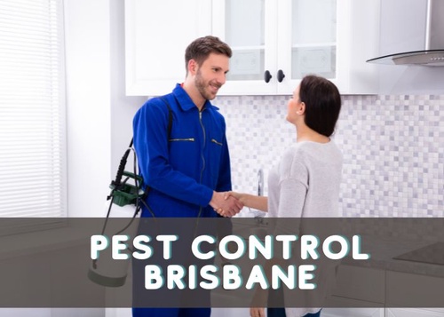 The Benefits Of Hiring Professional Pest Control Brisbane Services