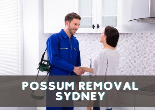 Possum Removal Sydney: What You Should Know Before Hiring A Professional!