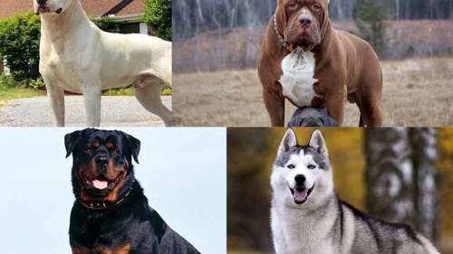 Dog Breeds That Can Easily Trainable