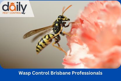 Should You Call A Professional To Get Rid Of Wasps In Your Home?