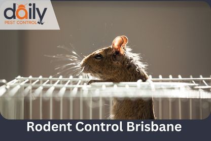 Why Professional Pest Control is Essential for Every Home in Brisbane?