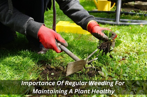 Importance Of Regular Weeding For Maintaining A Plant Healthy