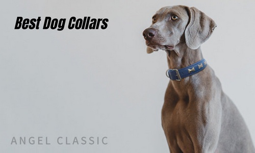 How To Choose the Best Dog Collars for Large Dogs