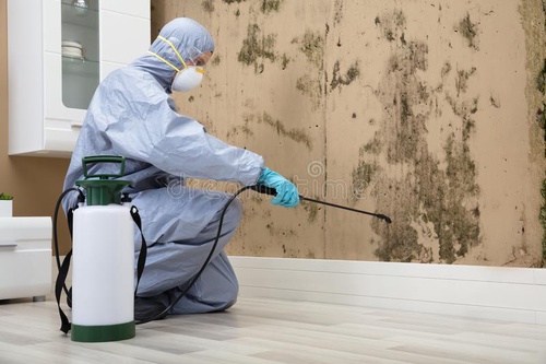 Protect Your Business Assets with Professional Pest Control Services